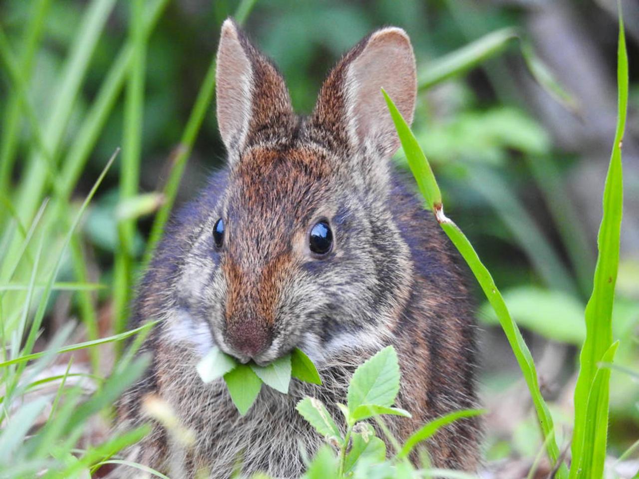 HOW TO KEEP RABBITS OUT OF THE GARDEN - garden home