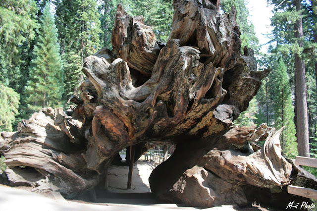 M-ii Photo : Sequoia National Park