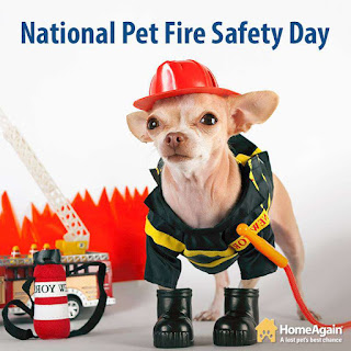 National Pet Fire Safety Day HD Pictures, Wallpapers