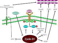 Proteina ciclina D1