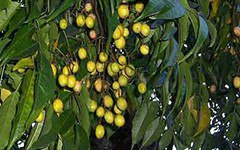 Uses of bakain in hindi, bakayan ke patte