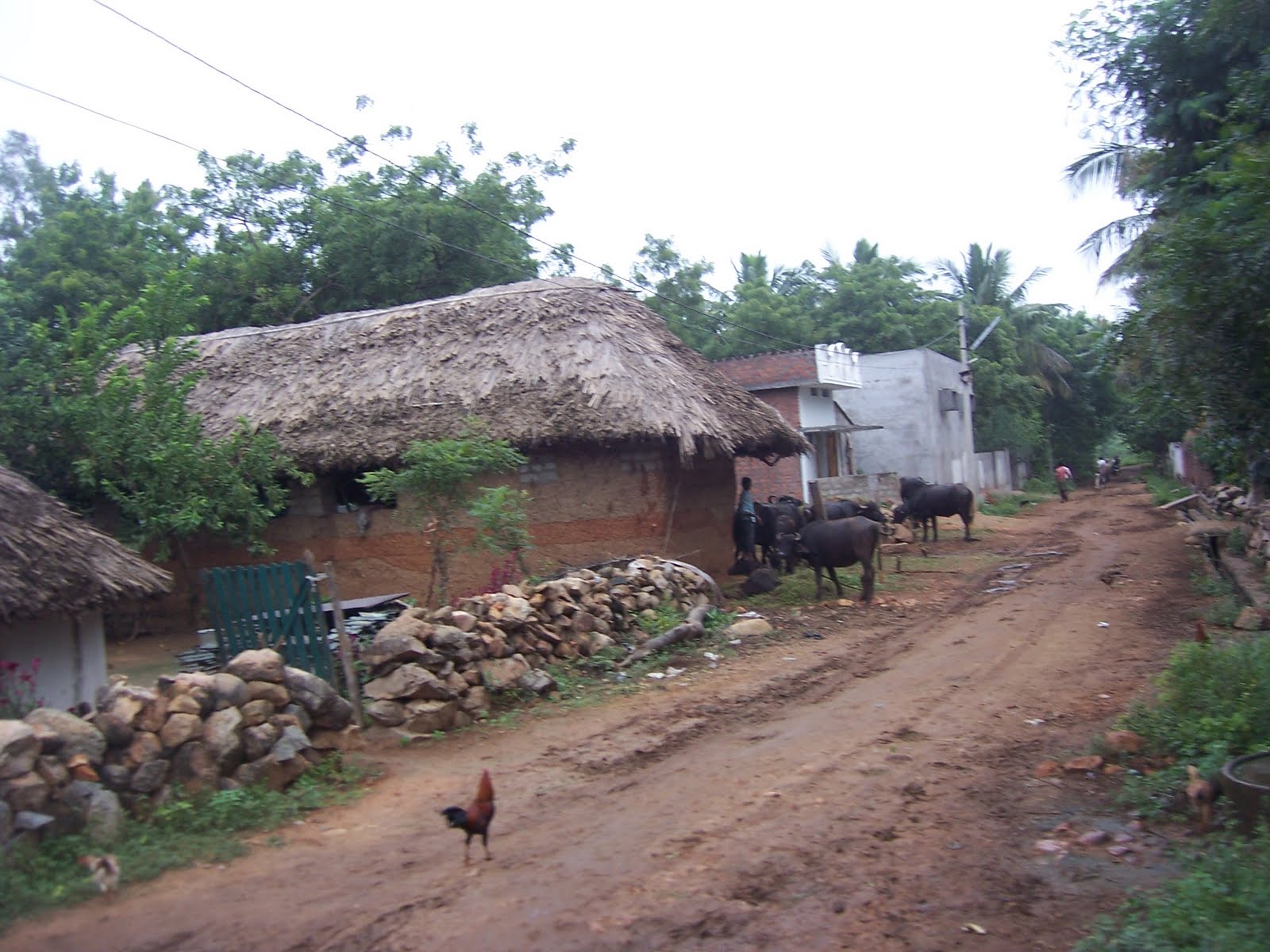 India: RURAL ANDHRA PRADESH