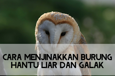 Cara menjinakkan burung hantu Cara menjinakkan burung hantu