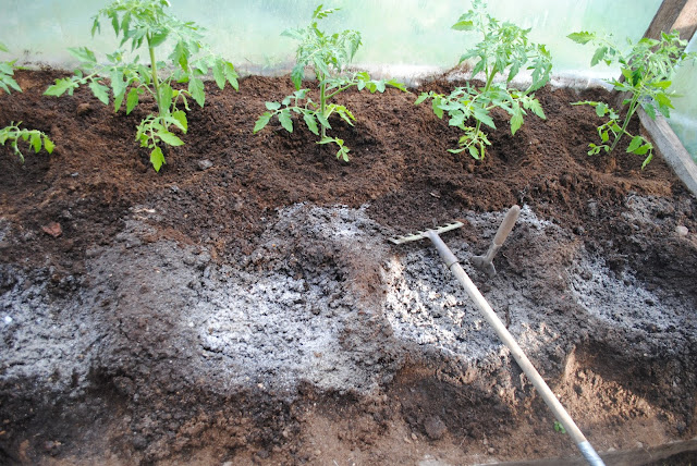 Tomatite istutamine kasvuhoonesse