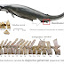 Outro fóssil de baleia de quatro pernas foi descrito, em crucial transição evolutiva