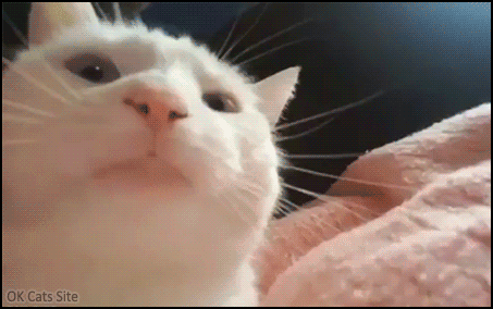 Funny Cat GIF • White cat purrfectly vibing. He bobs his head up and down and closes his eyes. He looks so happy Funny Cat GIF • White cat purrfectly vibing. He bobs his head up and down and closes his eyes. He looks so happy