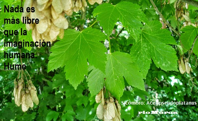 Nada es más libre que la imaginación humana. Hume
