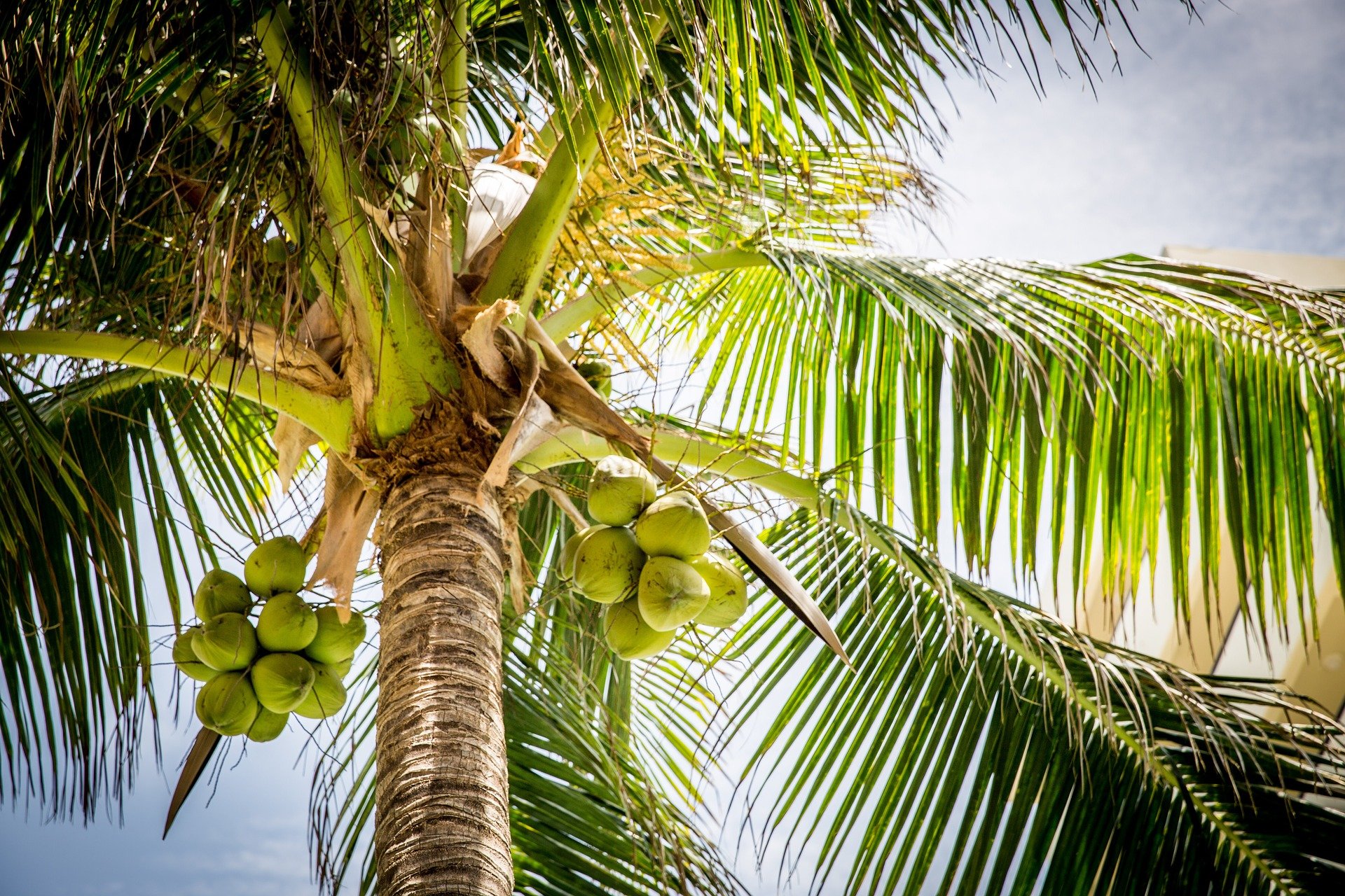 History of Coconut Plantation in Indonesia and Its Benefits Coconut