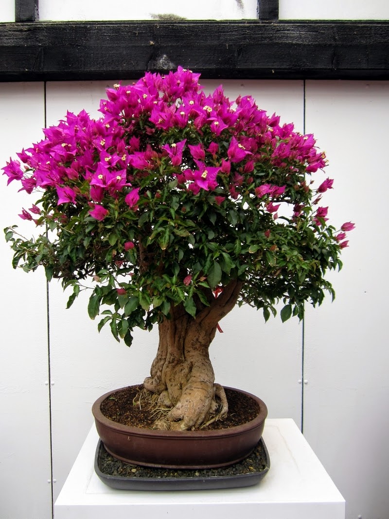 Fotos aus dem BonsaiZentrum Heidelberg