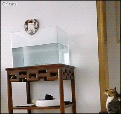 Hilarious cat GIF • Clumsy jumps in aquarium: SPLASH! Huge mistake & fastest bath ever!