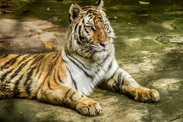 tiger safari bangkok