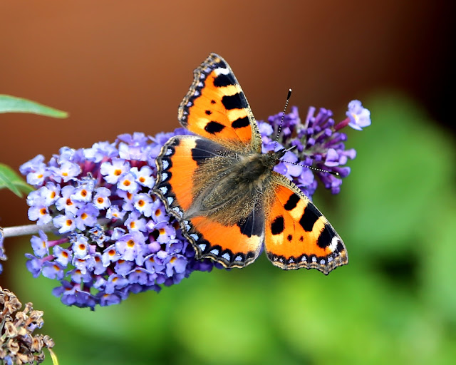 Gardening Granny S Gardening Pages Buddleia Butterfly Bush