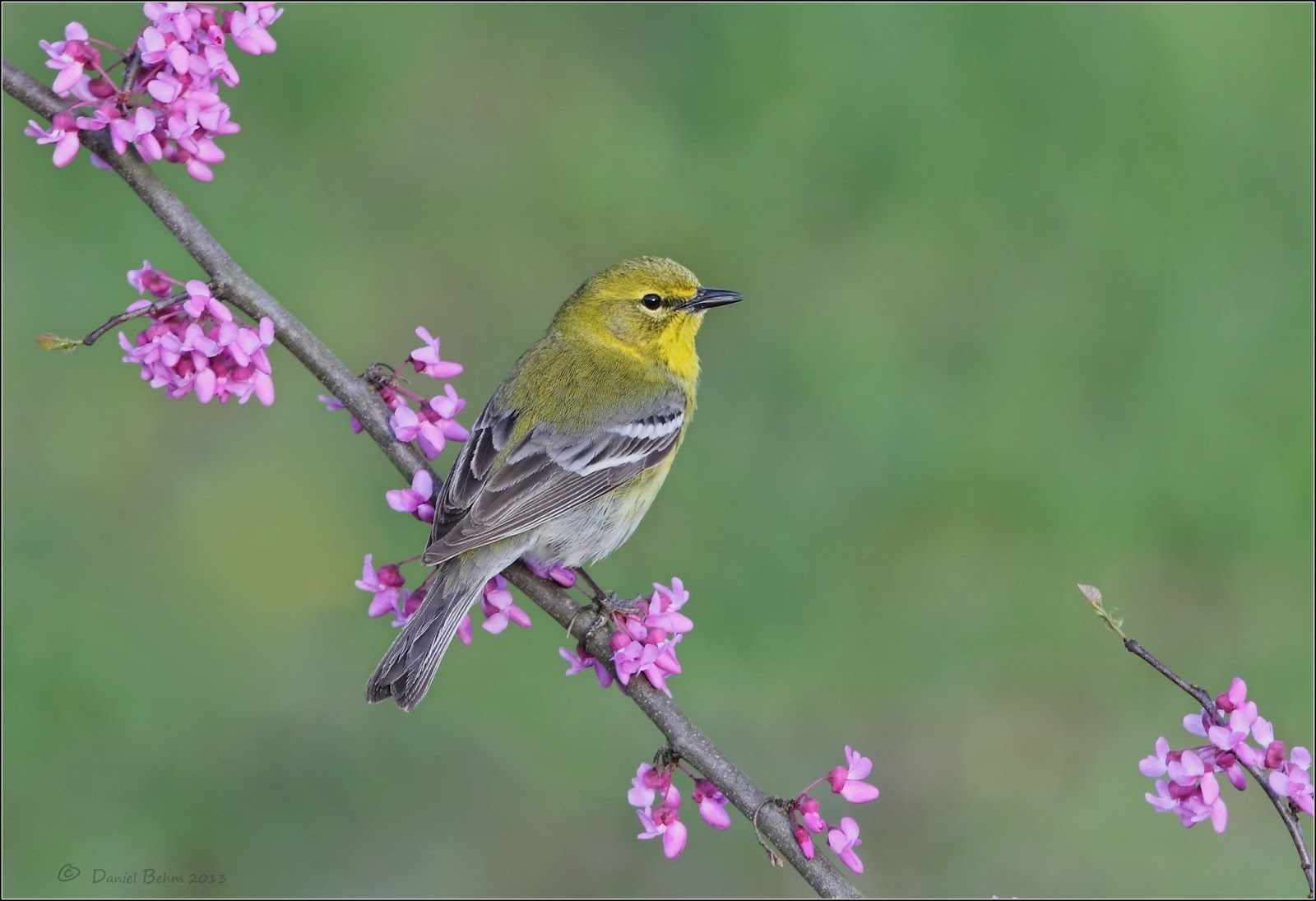 Daniel Behm Photography: Southern Ohio Warblers ~ Shawnee Style