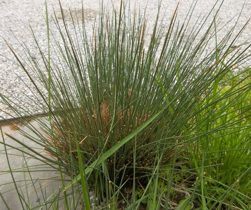 Future Plants by Randy Stewart: Rushes