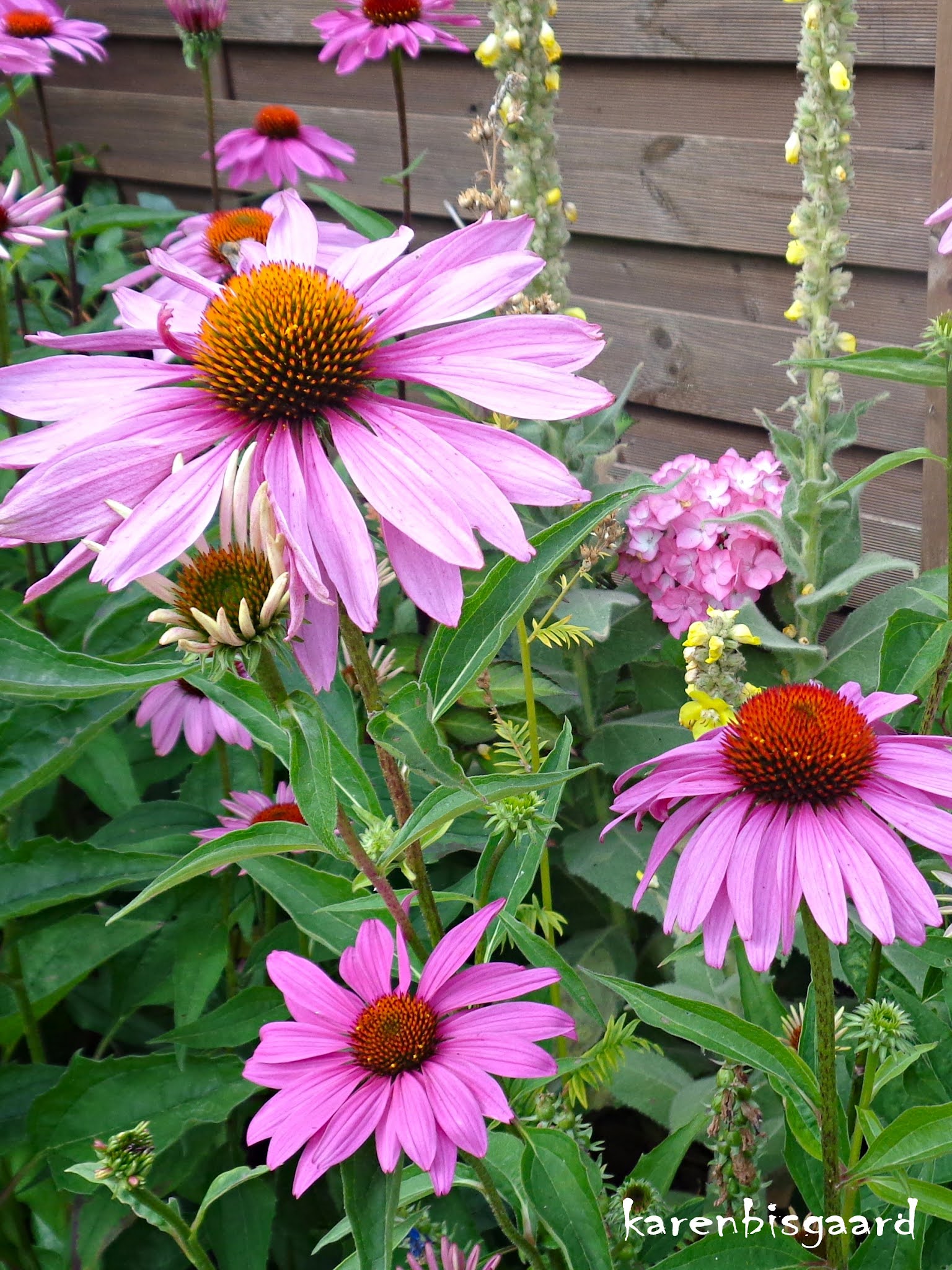 Karen`s Nature Photography Pink Coneflowers with Honey Bees and