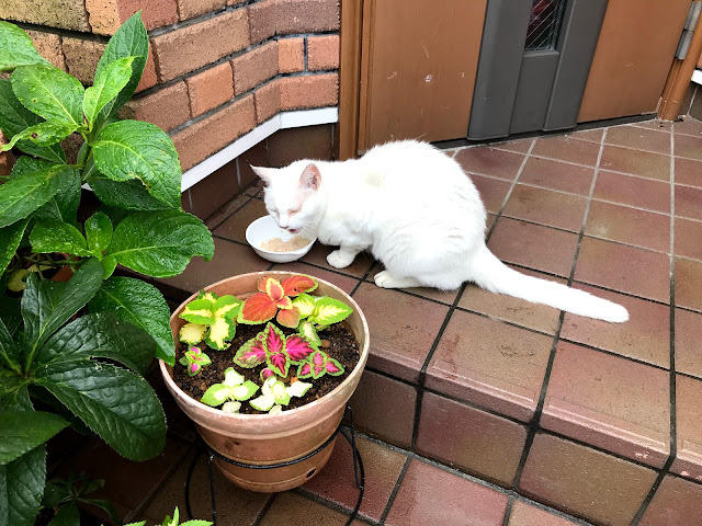 爪下血腫で爪が取れる まさねこ日記