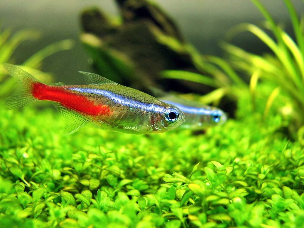 Aquascape Neon Tetra