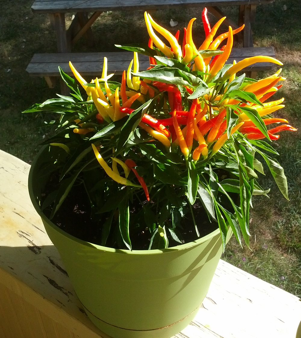 перец острый медуза. перец острый горгона f1. перец острый ампельный. перец медуза горгона. перец острый медуза.