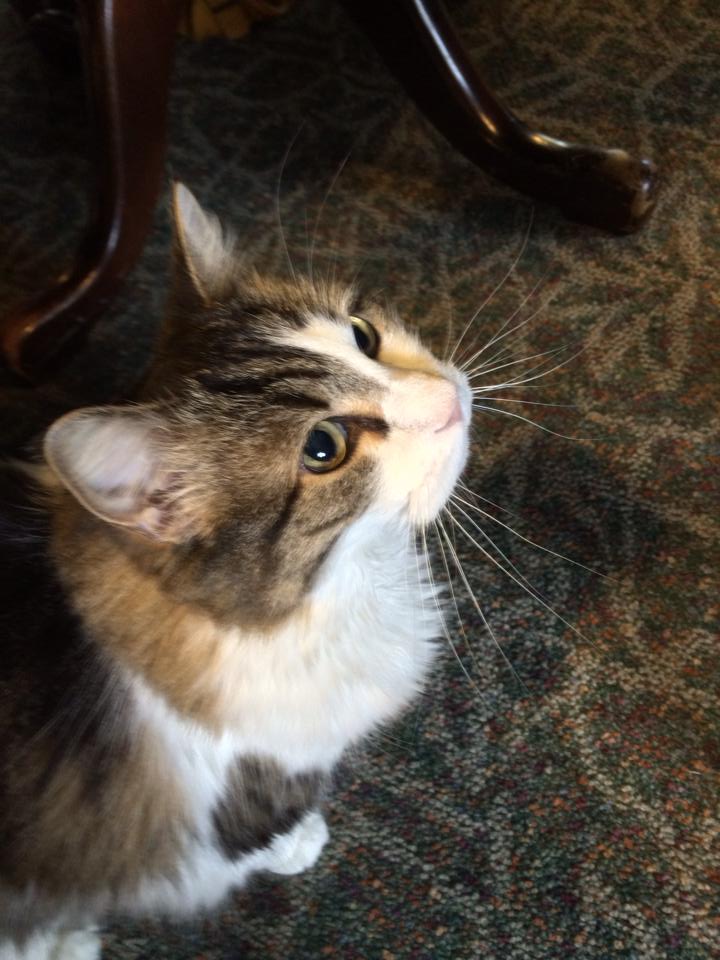 hospice care for cats