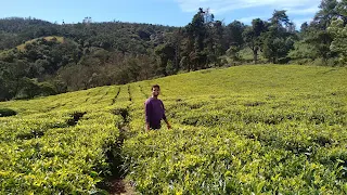 Tea plantation near United 21 Ooty