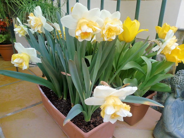 Narcisos (Narcissus "Golden Pearl").