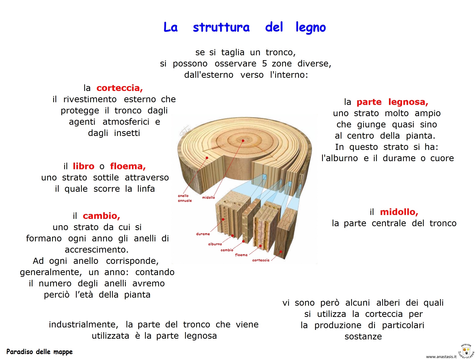 Il Legno Caratteristiche E Struttura Taglio E Classificazione Dei Legni My XXX Hot Girl Il Legno Caratteristiche E Struttura Taglio E Classificazione Dei Legni My XXX Hot Girl