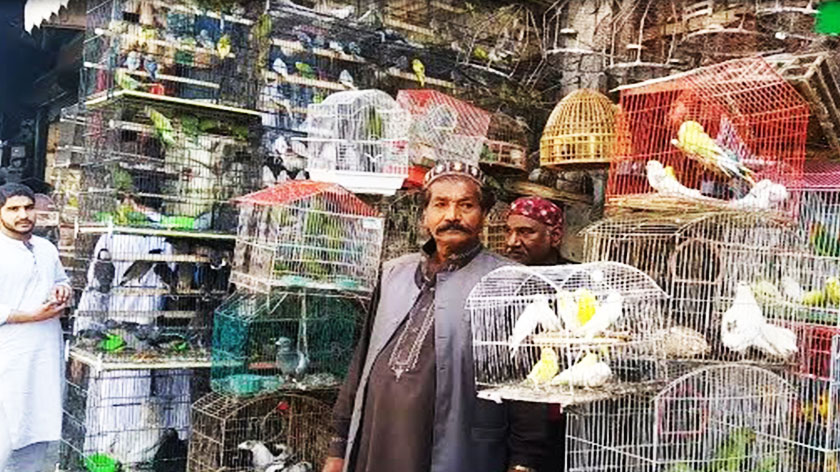 pigeon market in Pakistan