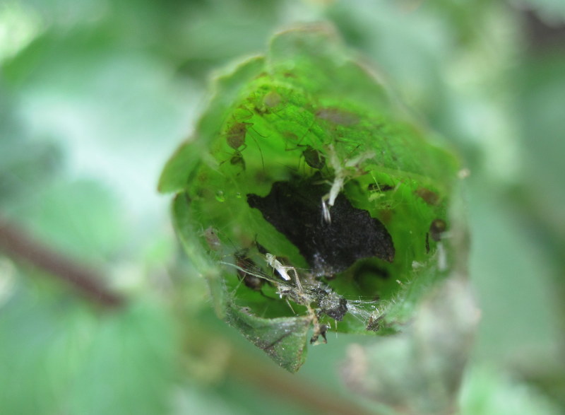 Simon's Allotment Managing nettles for wildlife