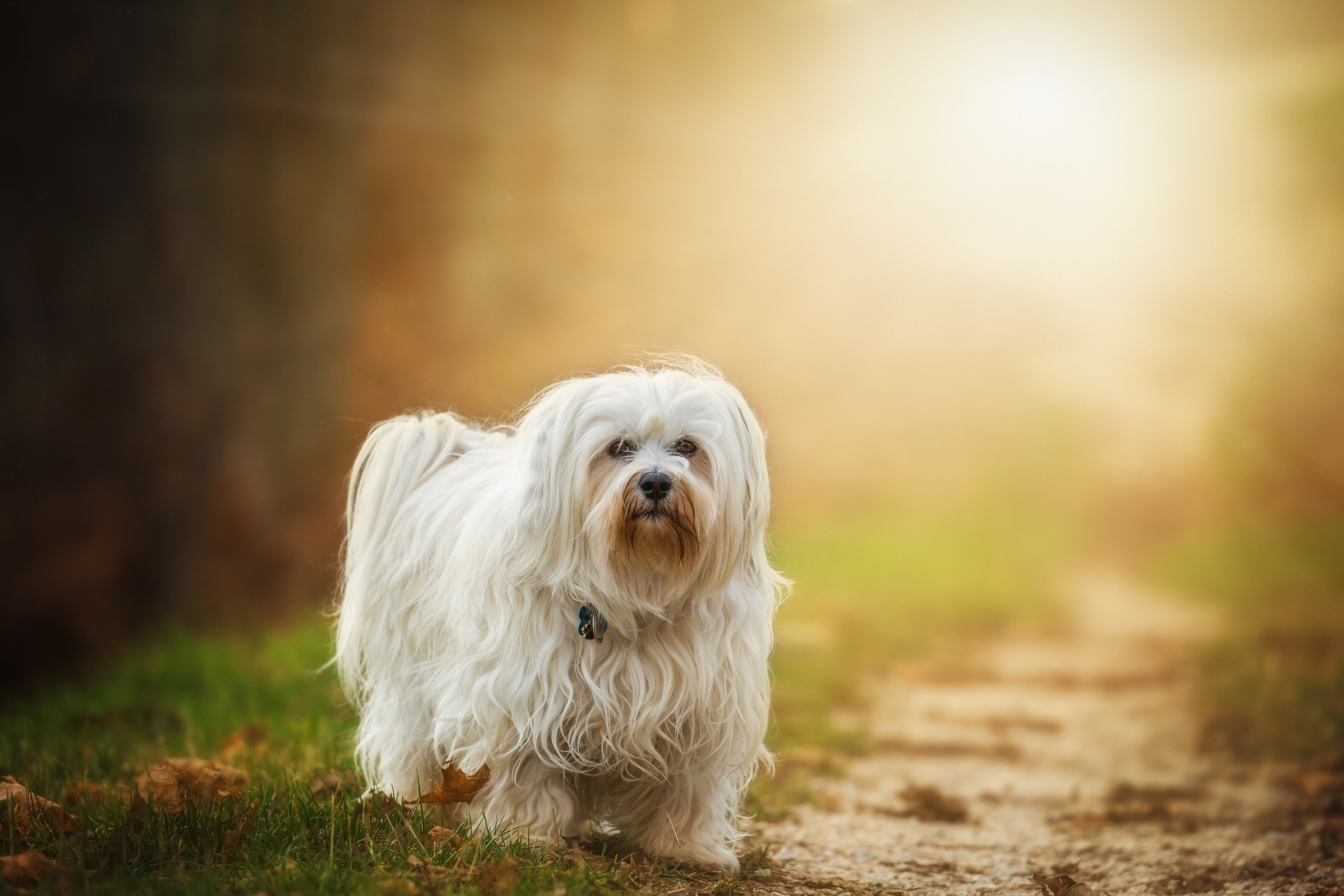 10 Cutest Hypoallergenic Dog Breeds