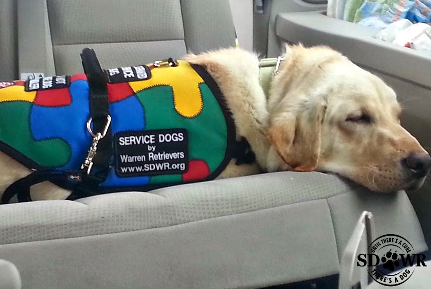 Diabetic Alert Dogs by Warren Retrievers An Update from Our Service