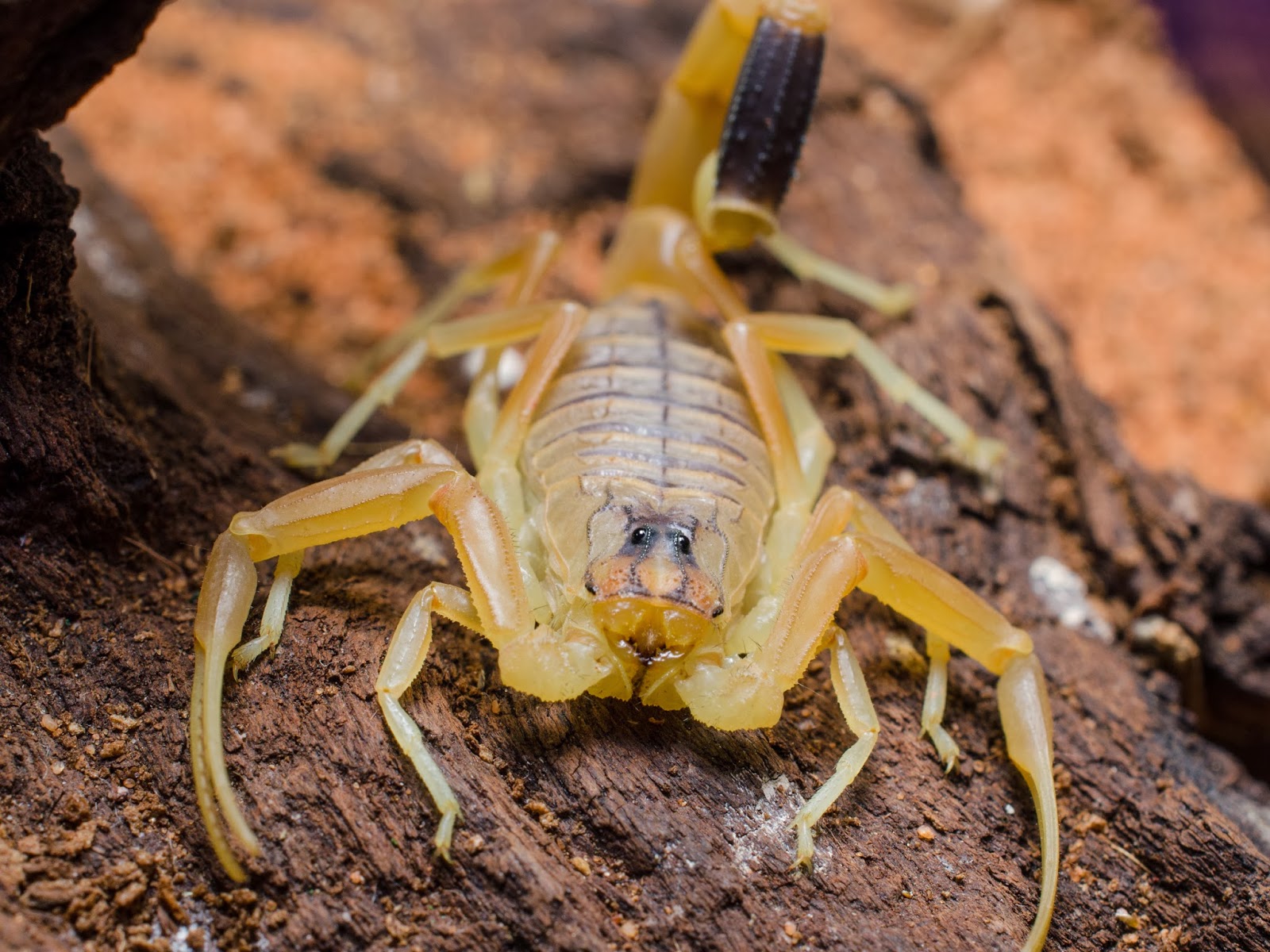 самое опасное существо на земле. Tityus smithii. опасные существа на земле. морской крокодил (crocodylus porosus). остров крокодилов рамри.