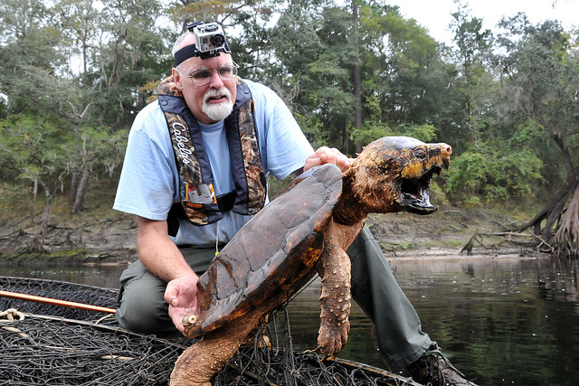 Masih Ada Tiga Species Alligator Snapping Turtle Hewan Langka Arsip Info