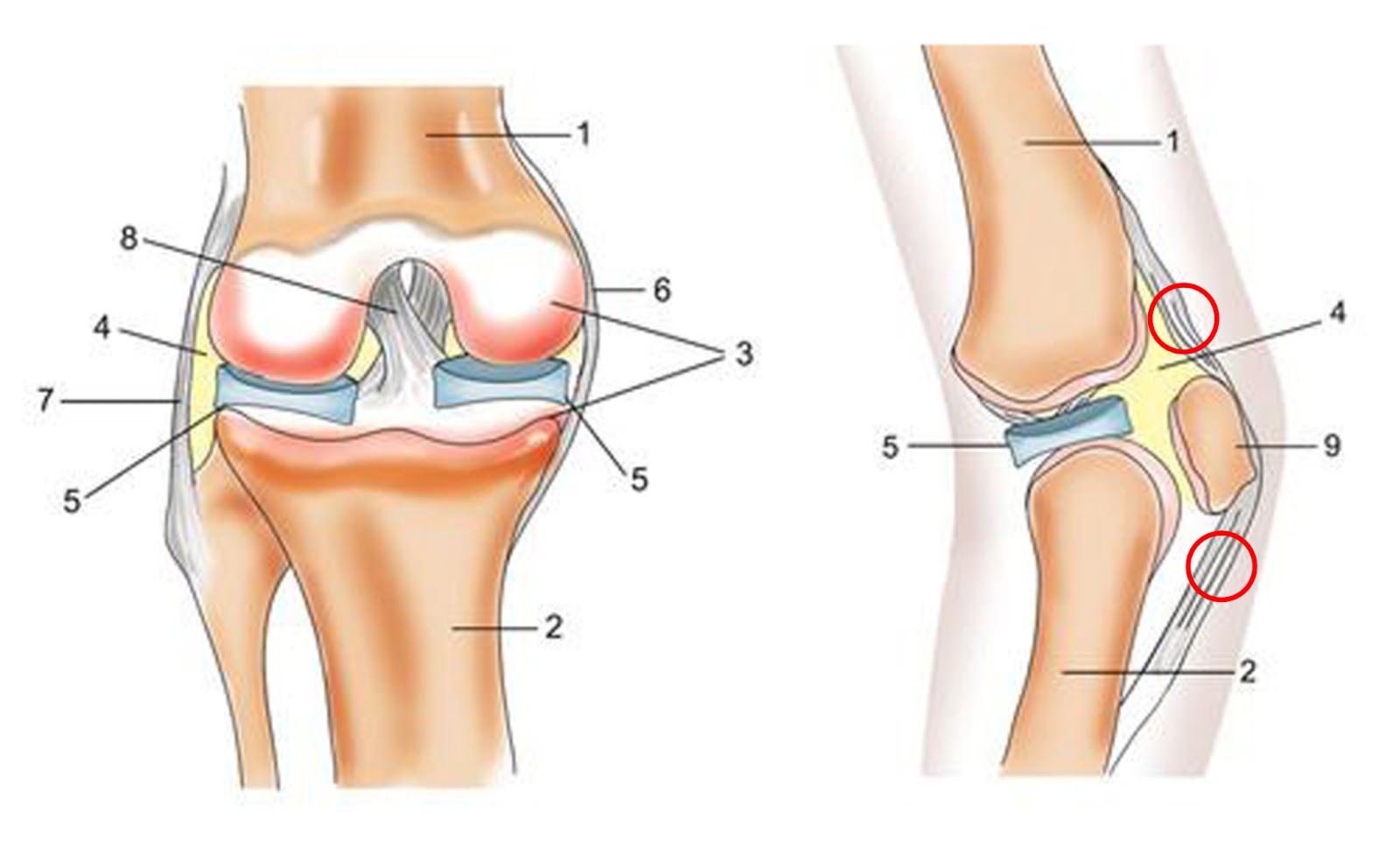 Сустав 1а. Коленный сустав синдесмология. Коленный сустав анатомия. Анатомия костей коленного сустава. Анатомия бедренной кости и коленного сустава.