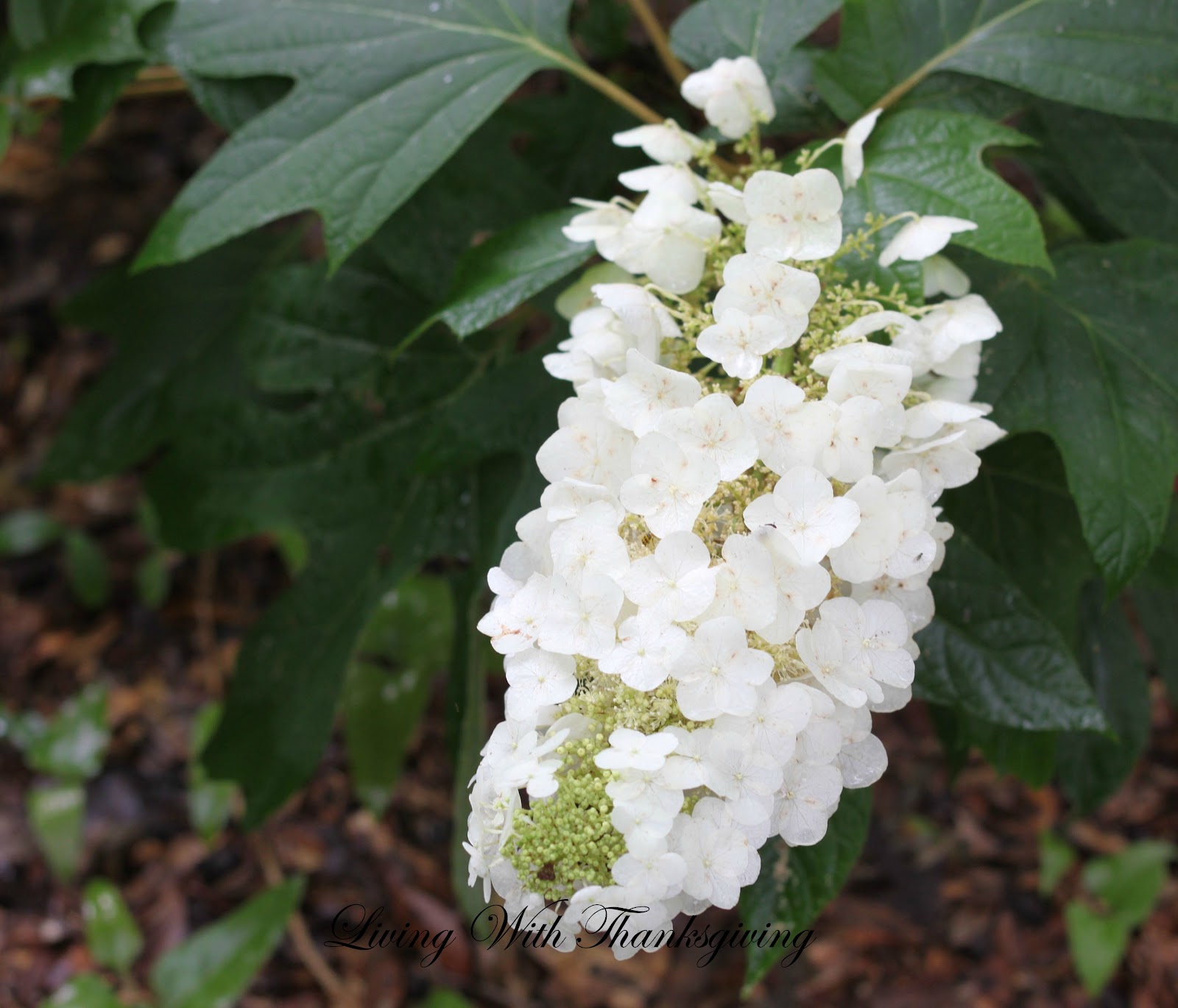 Hoe And Shovel A Native Hydrangea