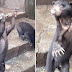 Un ours squelettique affamé supplie les visiteurs du zoo de le nourrir !