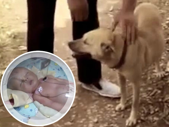 Ребенок, похороненный заживо его матерью в поле, был спасен собакой! Видео