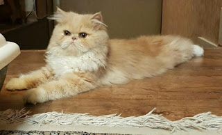 cat-breeds--best_10369_10_1521090961