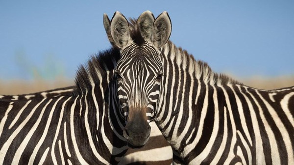 Viral Ilusi Optik Bikin Netizen Bingung, Zebra Mana yang Nengok ke Depan?
