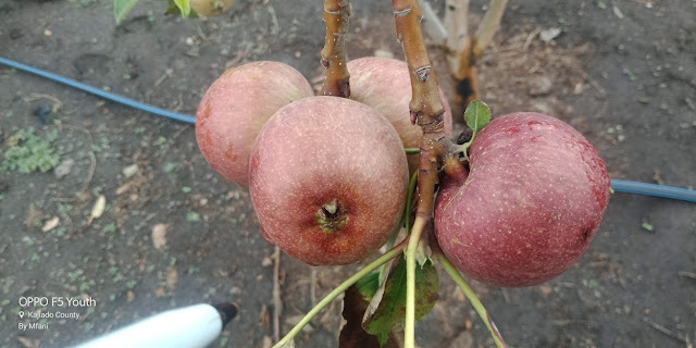 apple farming in Kajiado kenya