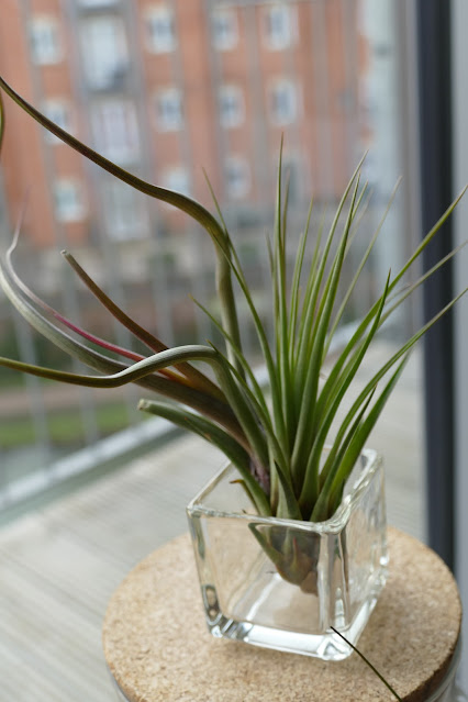 Craftmoor Review, airplants uk, air plant decor uk, air plant decoration buy, air plant decorations uk, how to decorate air plants, how to care air plants, air plant decoration