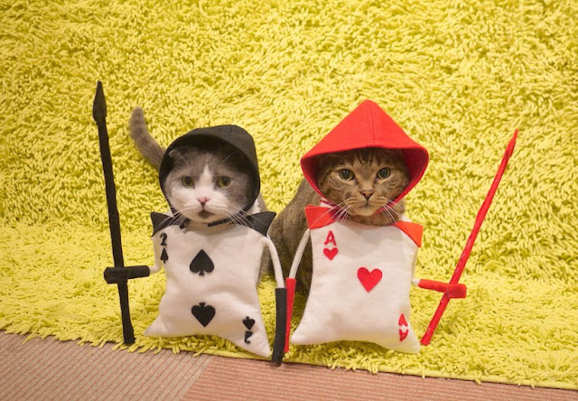 Коты-косплееры Коты-косплееры