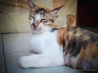 Sleepy Mother Cat Nipples After Having Kittens On The House Floor North Bali Indonesia