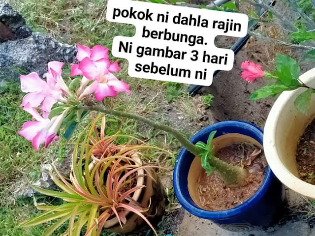 Pokok Bunga Kemboja Cina Diserang Ulat Daun