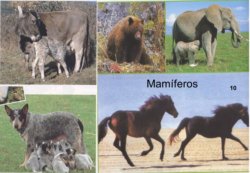 MED 114 REINO ANIMAL VERTEBRADOSMAMIFEROS