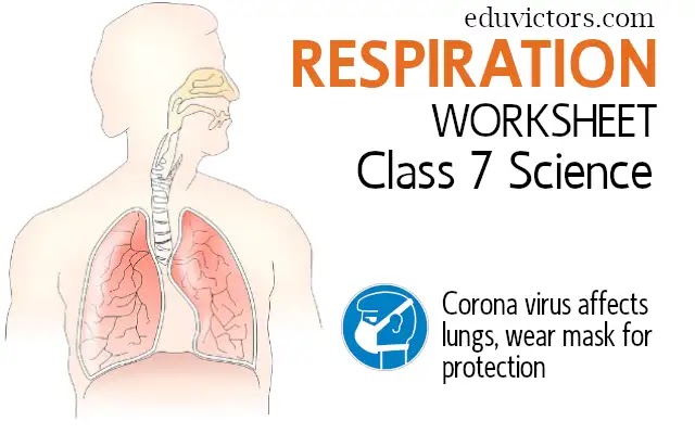 CBSE Papers, Questions, Answers, MCQ: Respiration (Worksheet