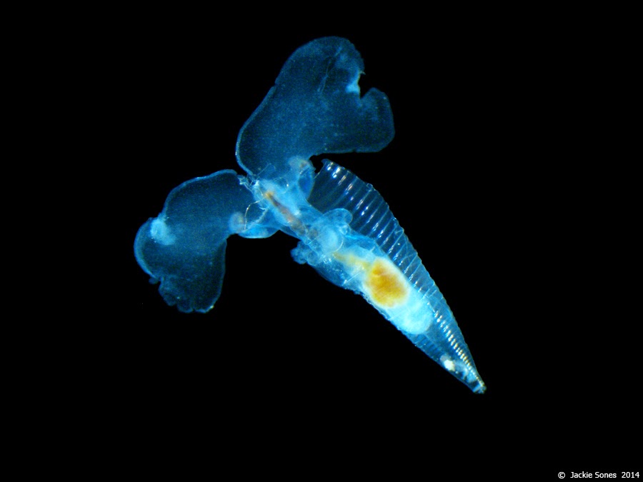 The Natural History of Bodega Head Tropical butterflies flying over