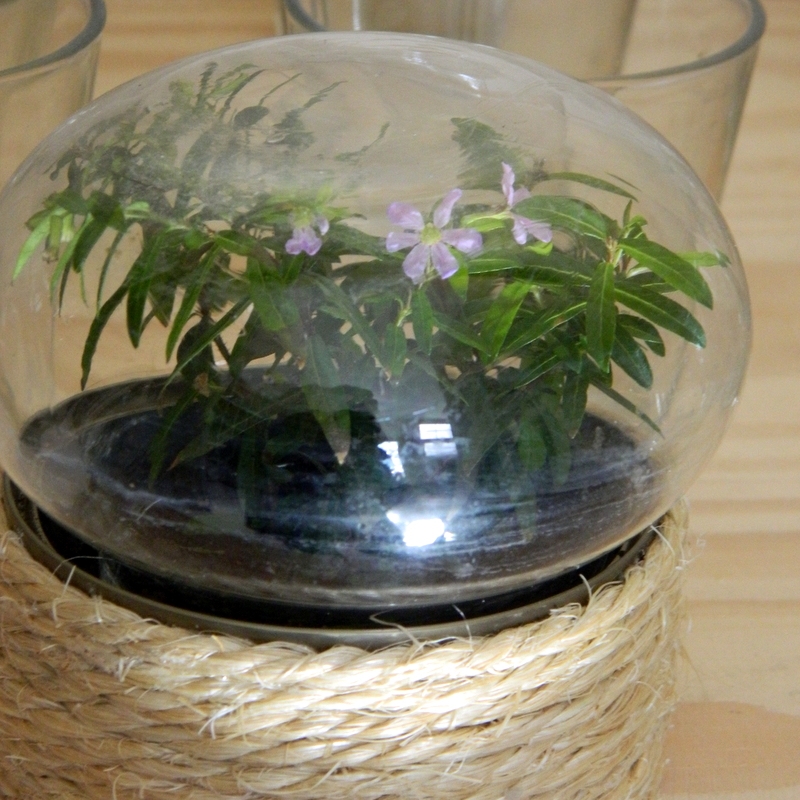 Casi un terrario DIY