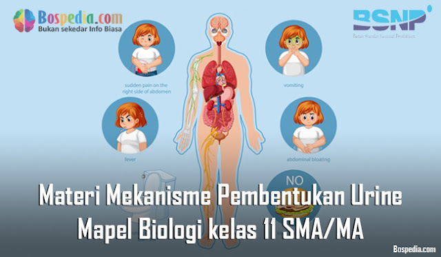 Materi Mekanisme Pembentukan Urine Mapel Biologi kelas 11 SMA/MA