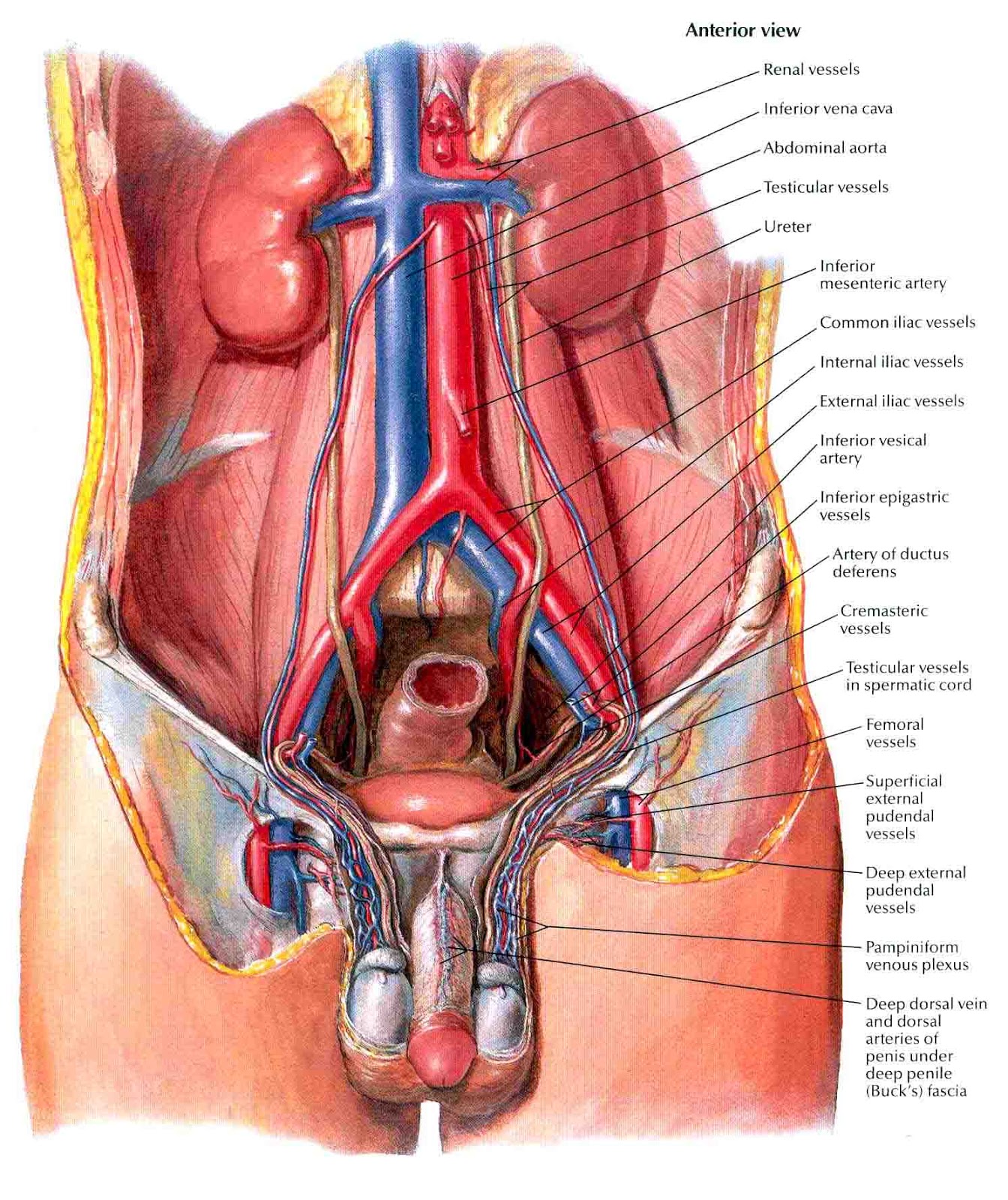 Яичковая артерия анатомия