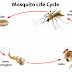 Mosquito Life Cycle!